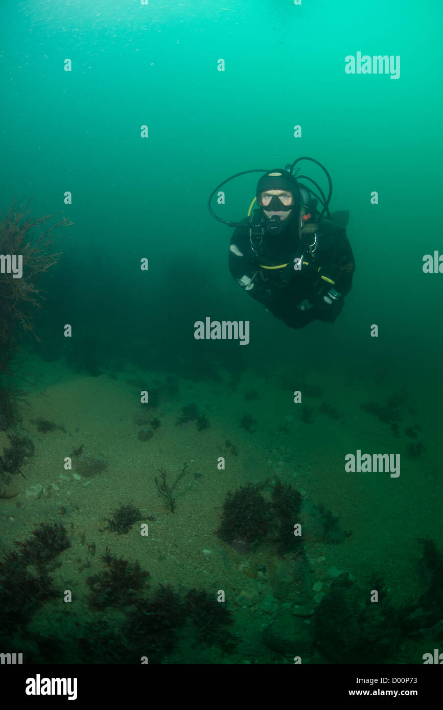 Scuba diver explores the Dorset coast. Scuba diving, UK Stock Photo