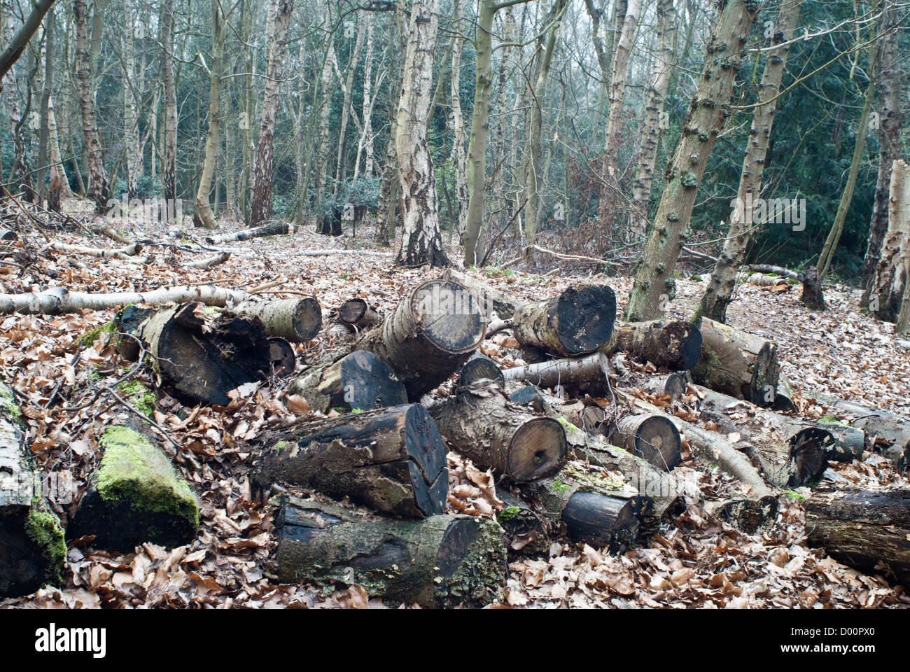 Recently felled and cut up trees in Rufford Country park, Nottinghamshire, England, UK. Stock Photo
