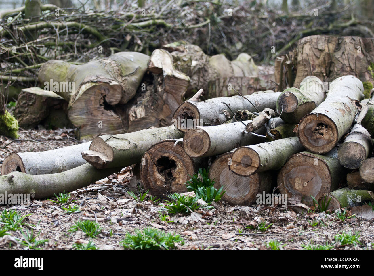 Recently felled and cut up trees in Rufford Country park, Nottinghamshire, England, UK. Stock Photo