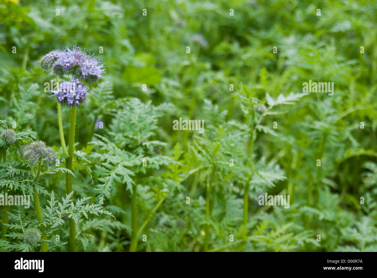 Green manure, Phacelia tanacetifolia, with flower stem Stock Photo Alamy