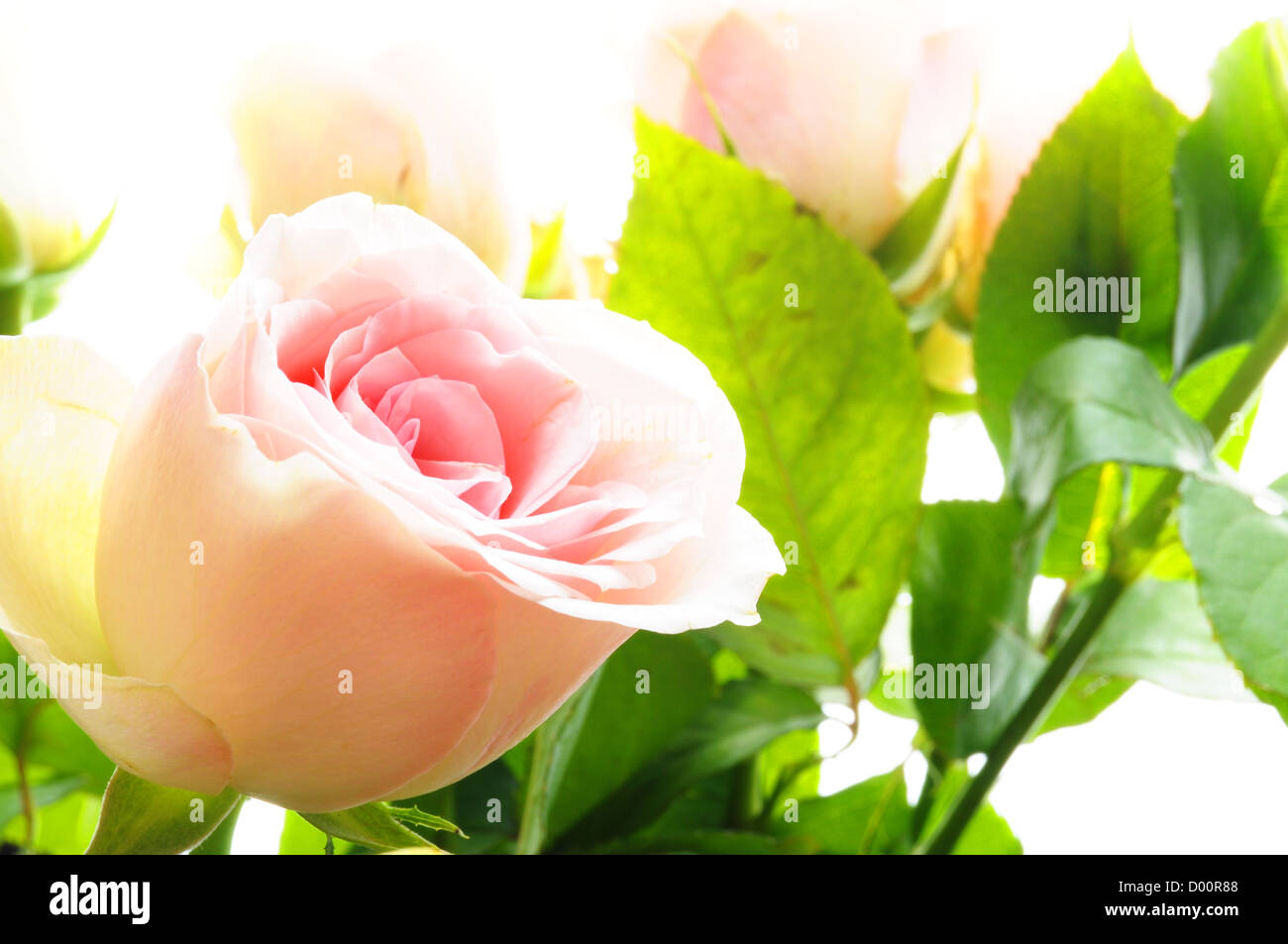 bright pink roses on white backround with copyspace Stock Photo - Alamy