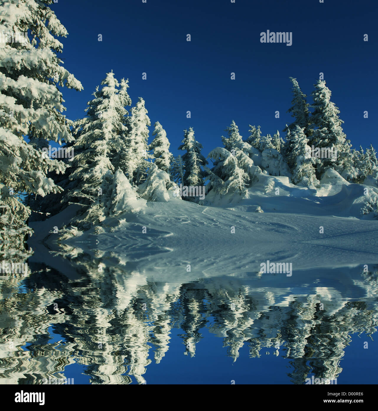 Winter in the forest Stock Photo - Alamy