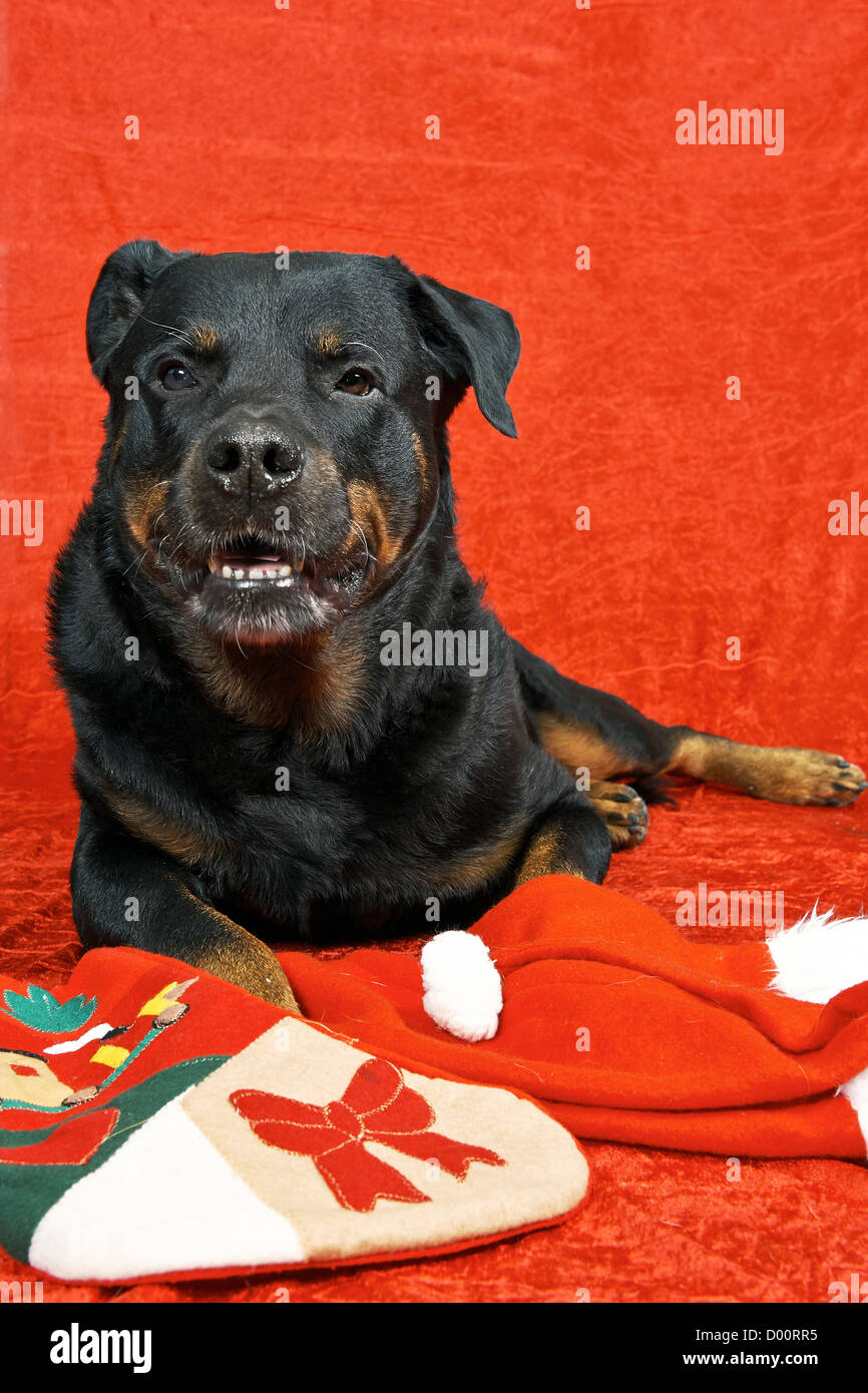 Purebred rottweiler with Christmas outfit on red background Stock Photo -  Alamy