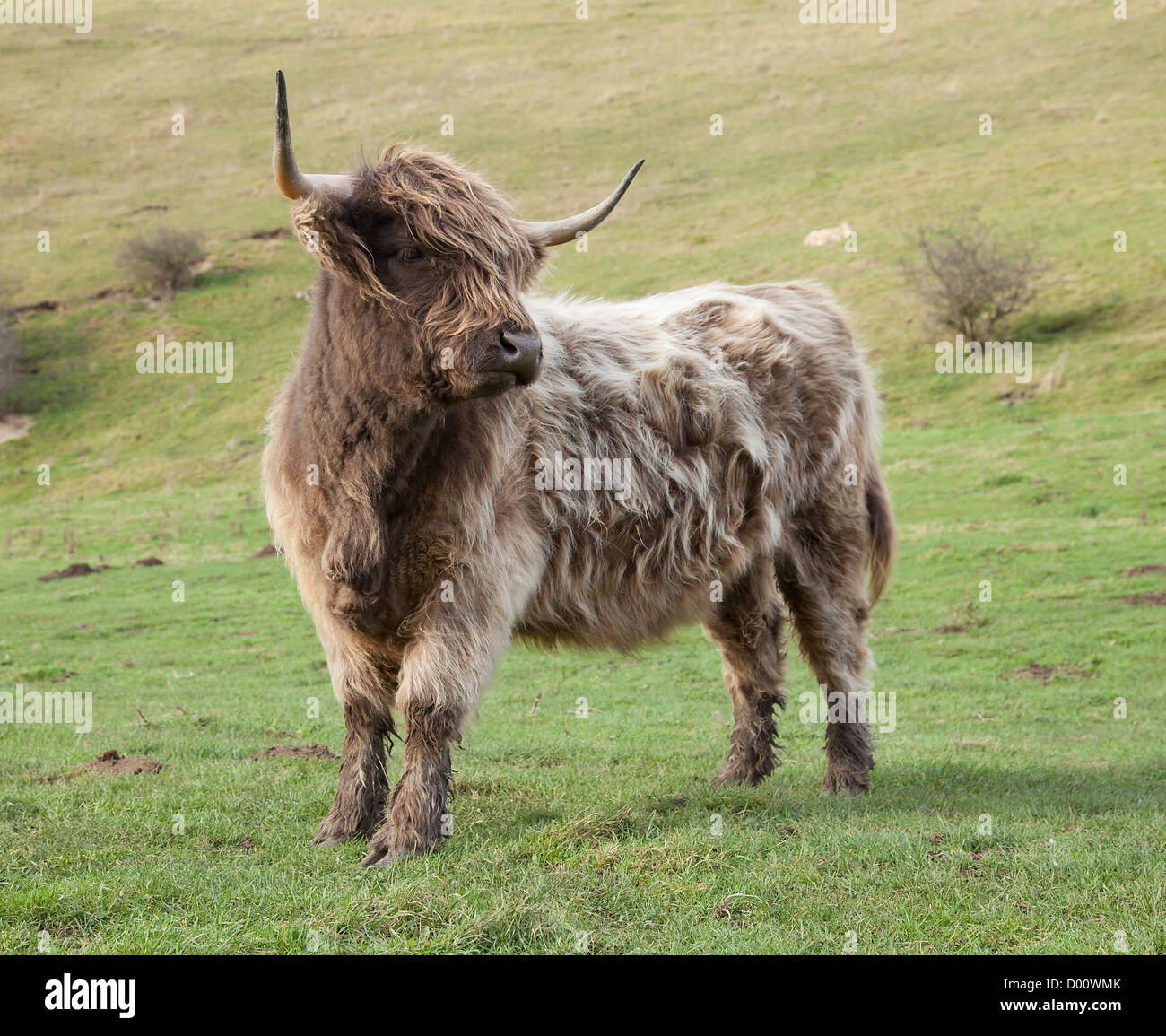 Highland cows a breed of Scottish cattle Stock Photo Alamy
