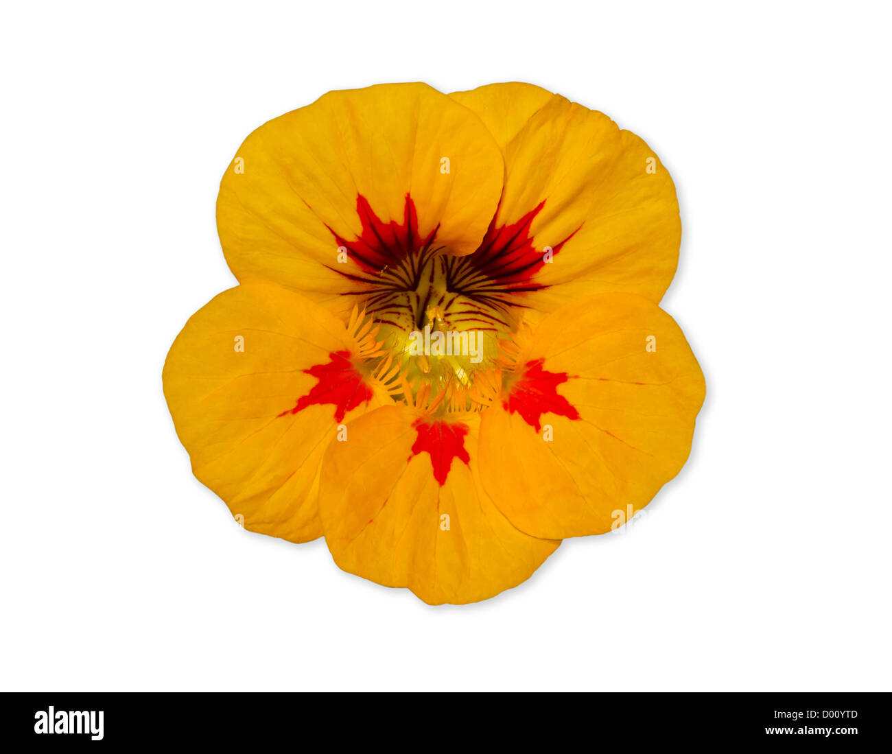Yellow nasturtium flower isolated over white with clipping path Stock Photo