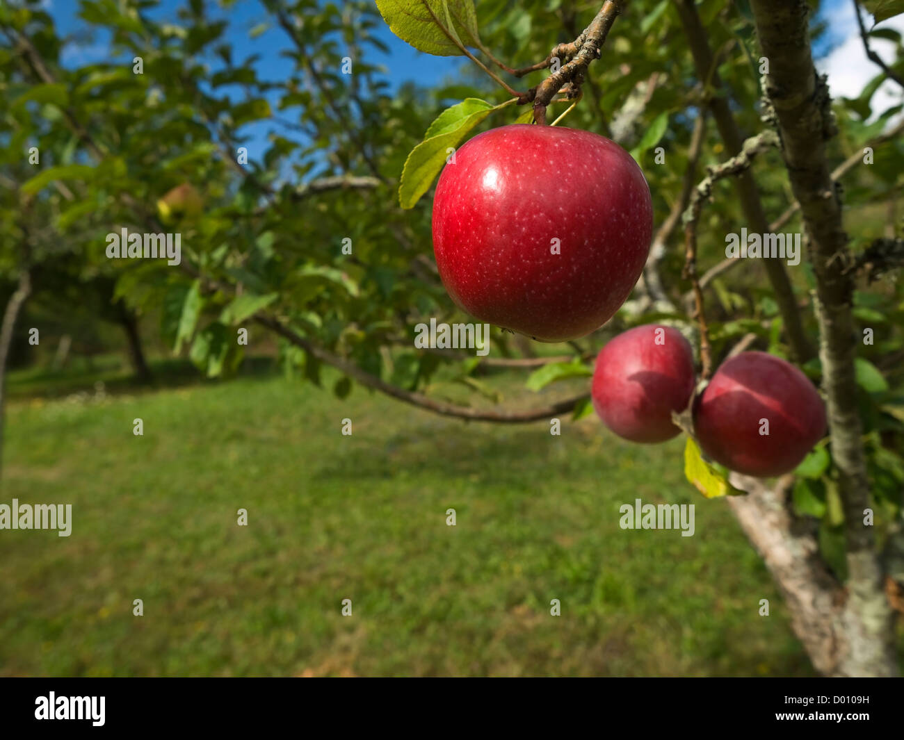 Three red apples hanging on the tree. Focus on the foreground. Stock Photo