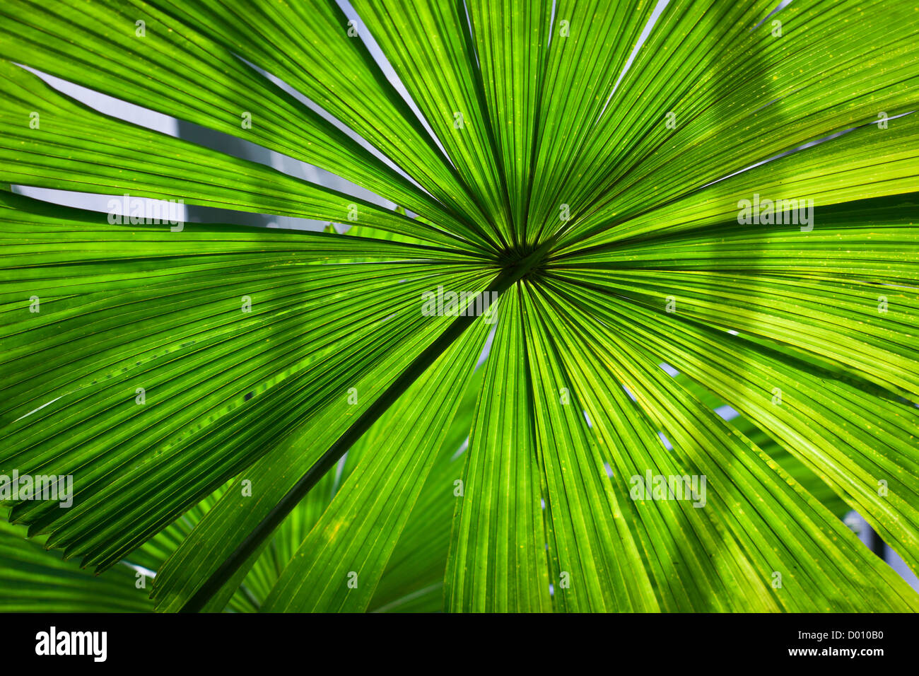 Beautiful vibrant, lush green fan palm frond or leaf Stock Photo