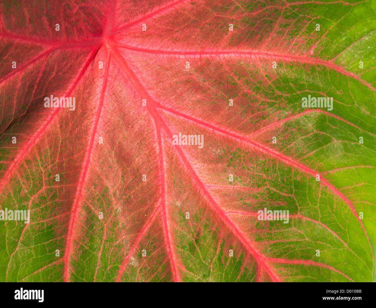 Close-up of a colorful green and pink leaf with veins making beautiful natural pattern Stock Photo
