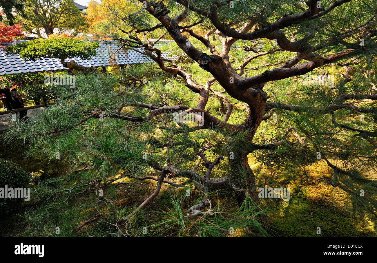 Contorted pine tree in a garden along the Philosophers Way, Kyoto, Japan Stock Photo