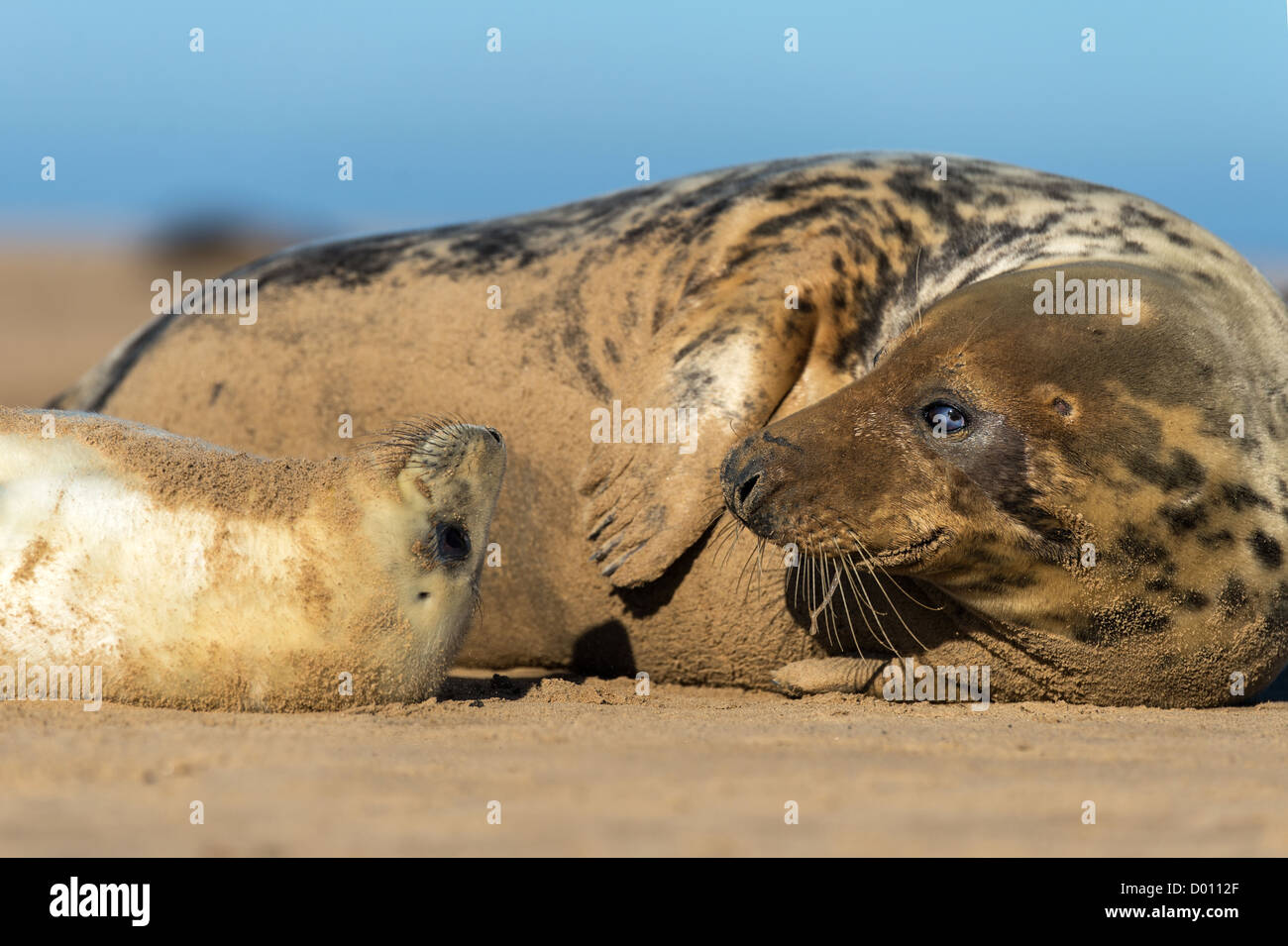 Seal Pup and Mother Stock Photo