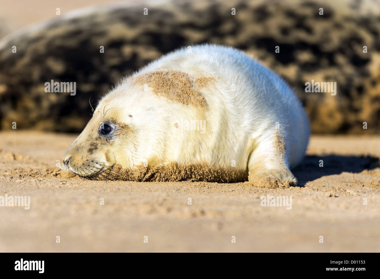 Seal Pup Stock Photo