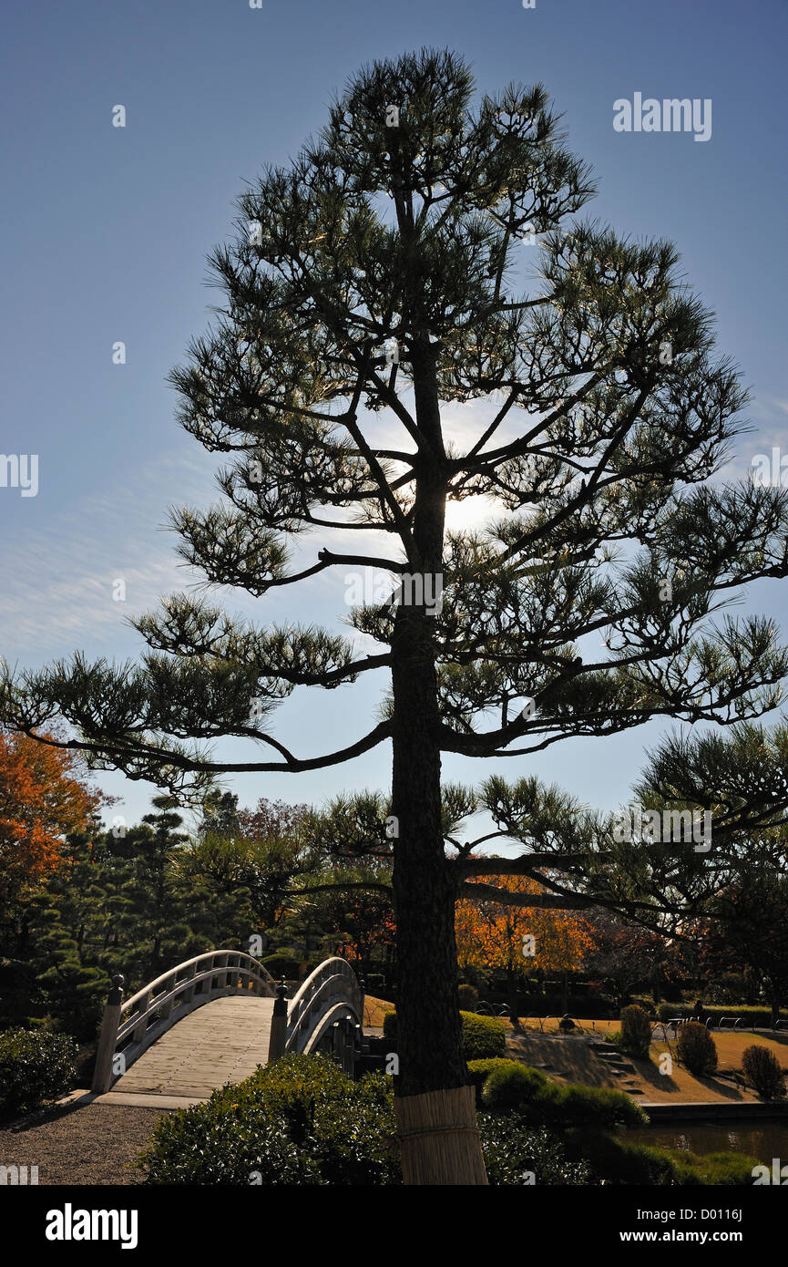 Backlit pine tree and footbridge in a park at Koshigaya, Tokyo Stock Photo