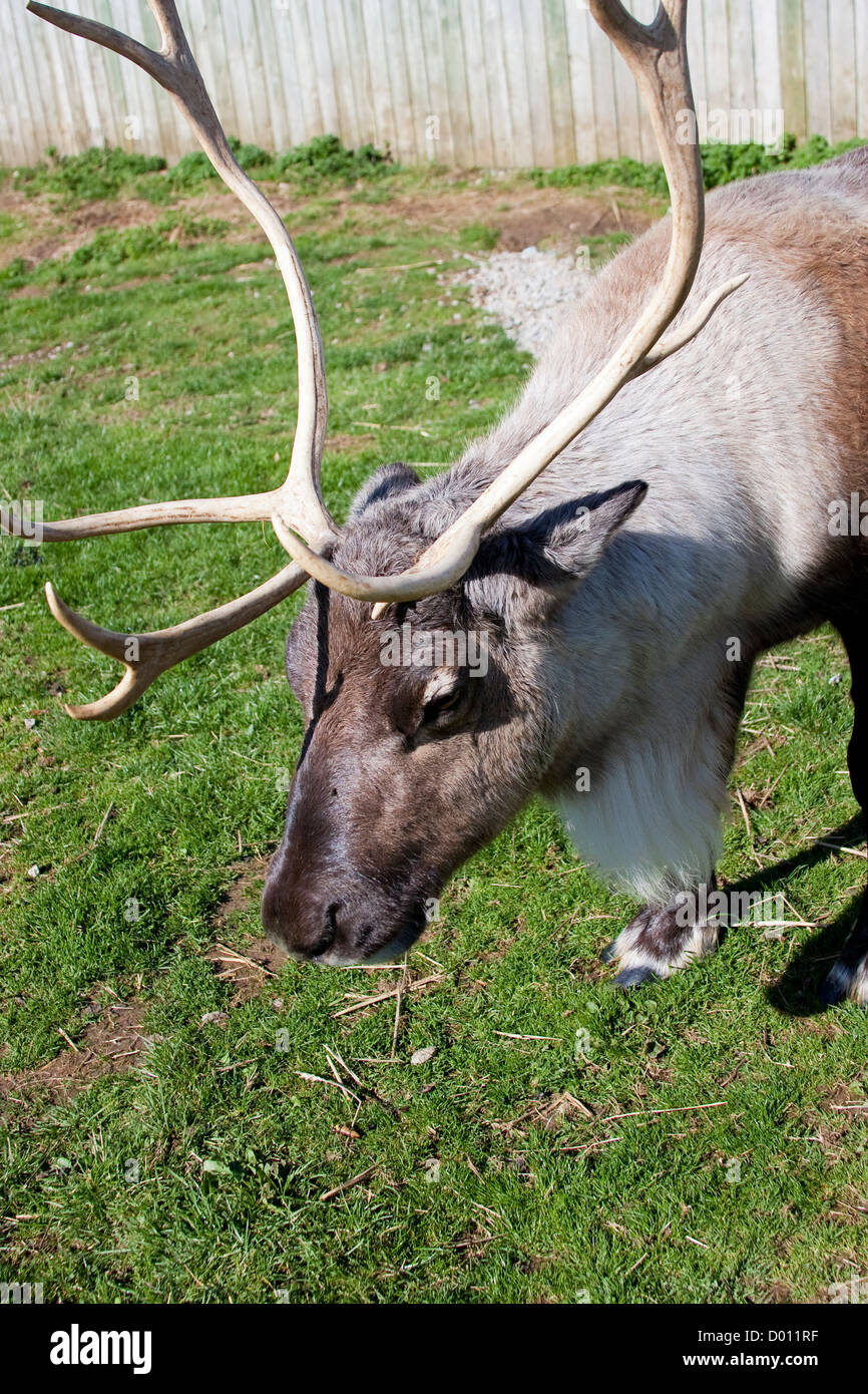 Reindeer closeup of head and antlers Stock Photo