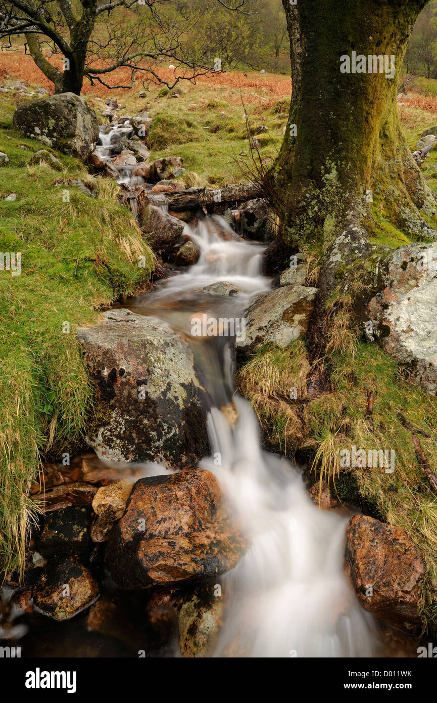 A stream cascading down rocks between two trees near Crummock Water in the Lake District, UK. Stock Photo