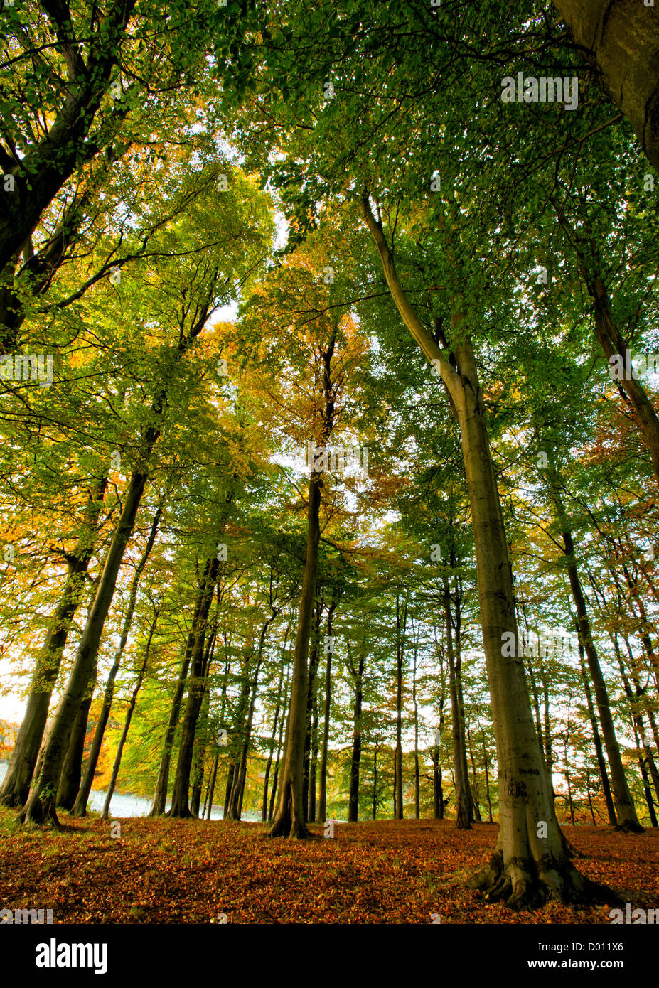 Wide angle portrait of autumn trees in Pollok Country Park, Glasgow, Scotland, UK Stock Photo