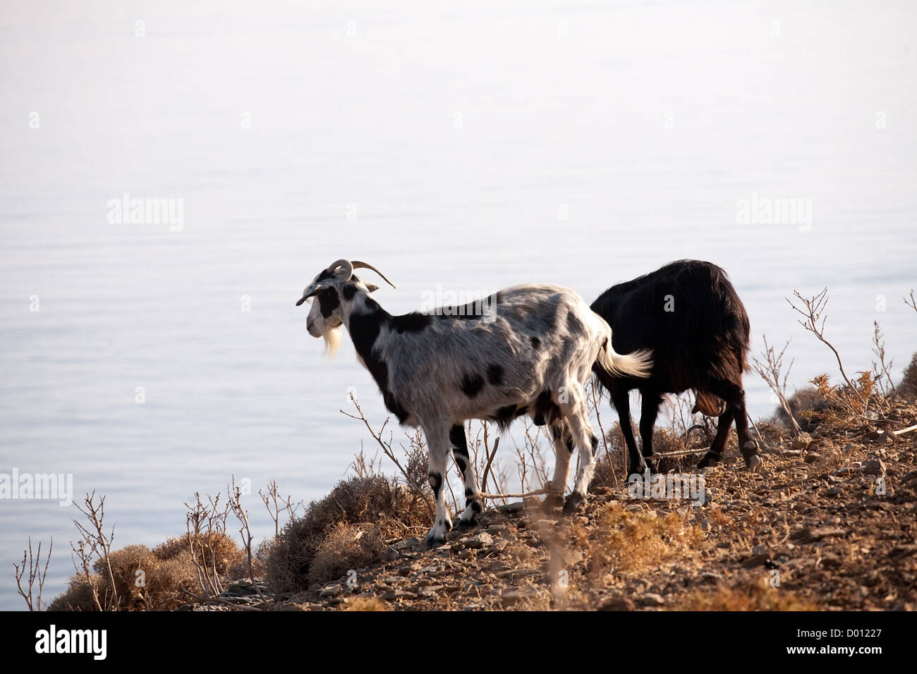 two goats standing on edge of sea coast Stock Photo