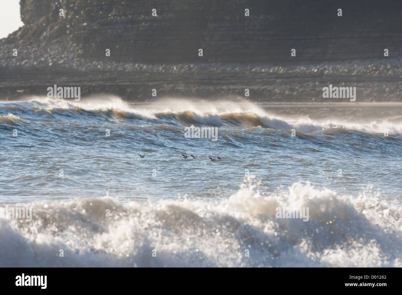 Oyster catchers low over stormy sea scene Stock Photo