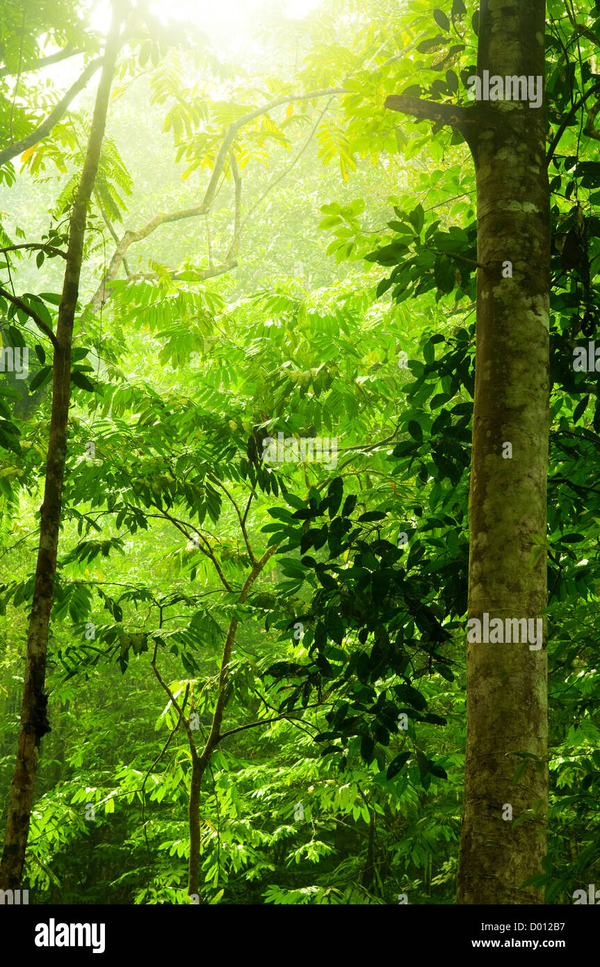 Tropical green forest with ray of light Stock Photo - Alamy