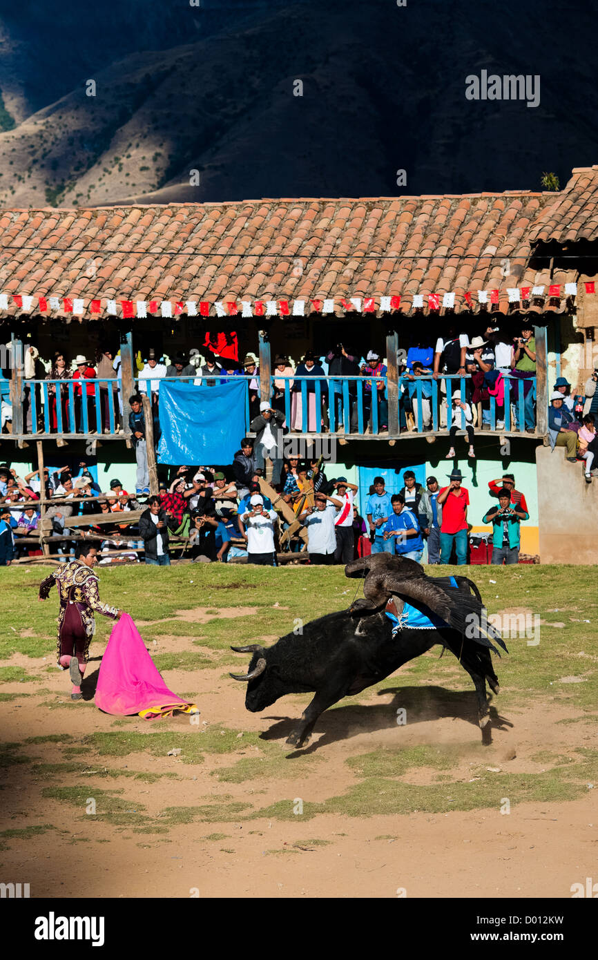 An Andean condor fights against a wild bull, while a bullfighter runs away, during the Yawar Fiesta held in Apurímac, Peru. Stock Photo