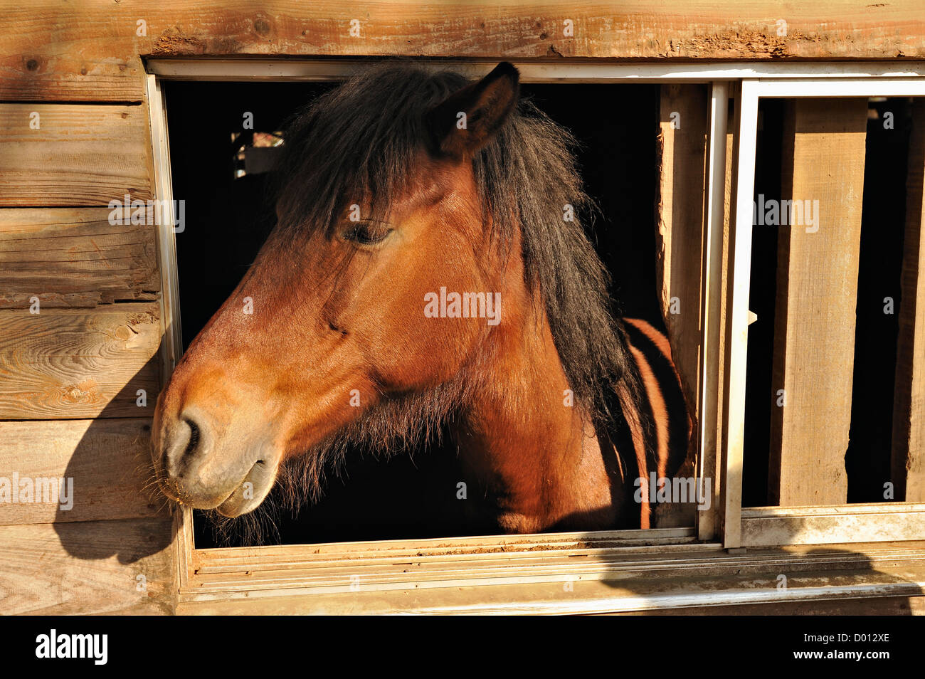Gentle Horse At A Riding Stables In The Mt Fuji Region Yamanashi Stock Photo Alamy