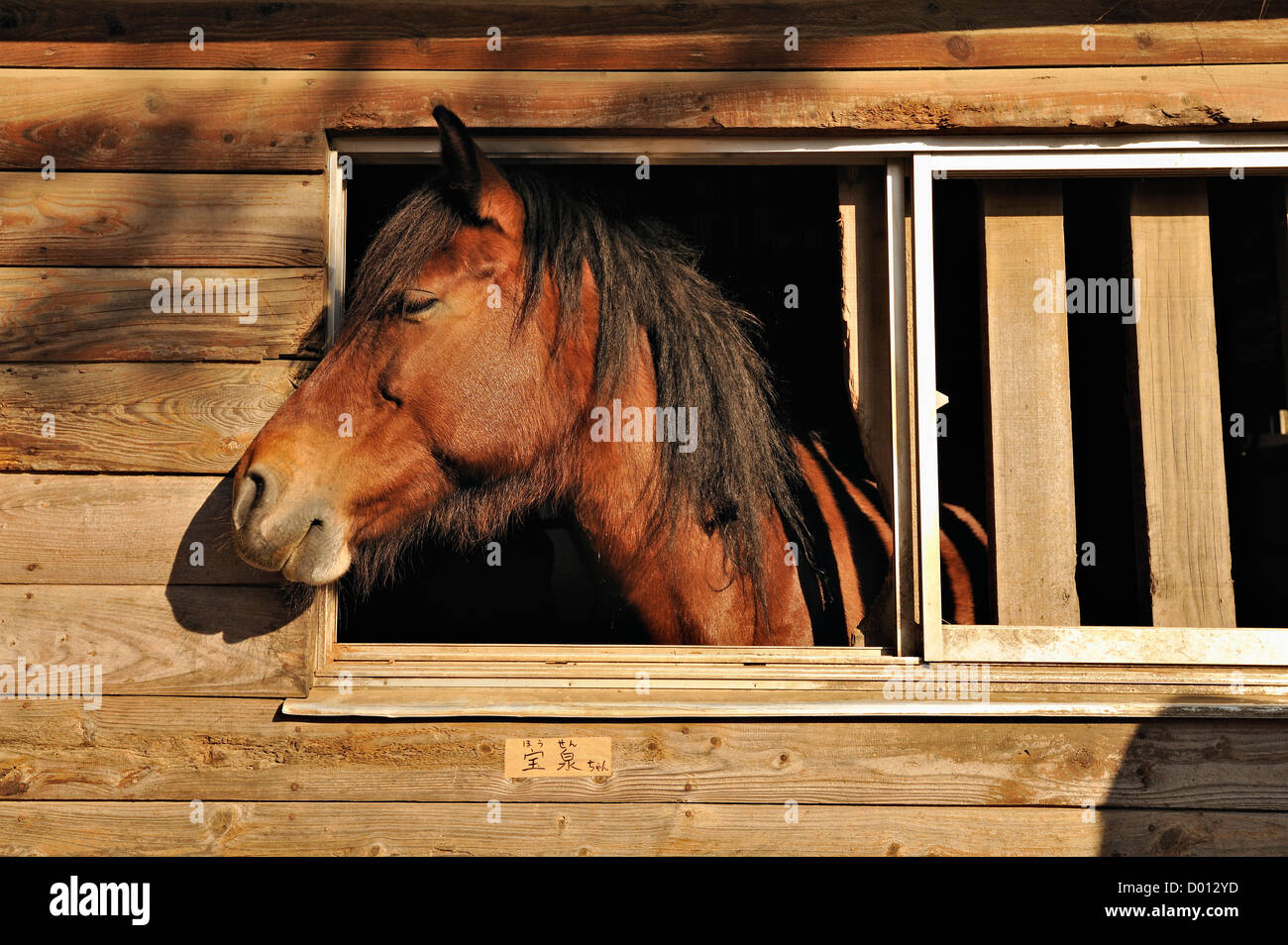 Gentle horse at a riding-stables in the Mt Fuji region, Yamanashi, Japan Stock Photo