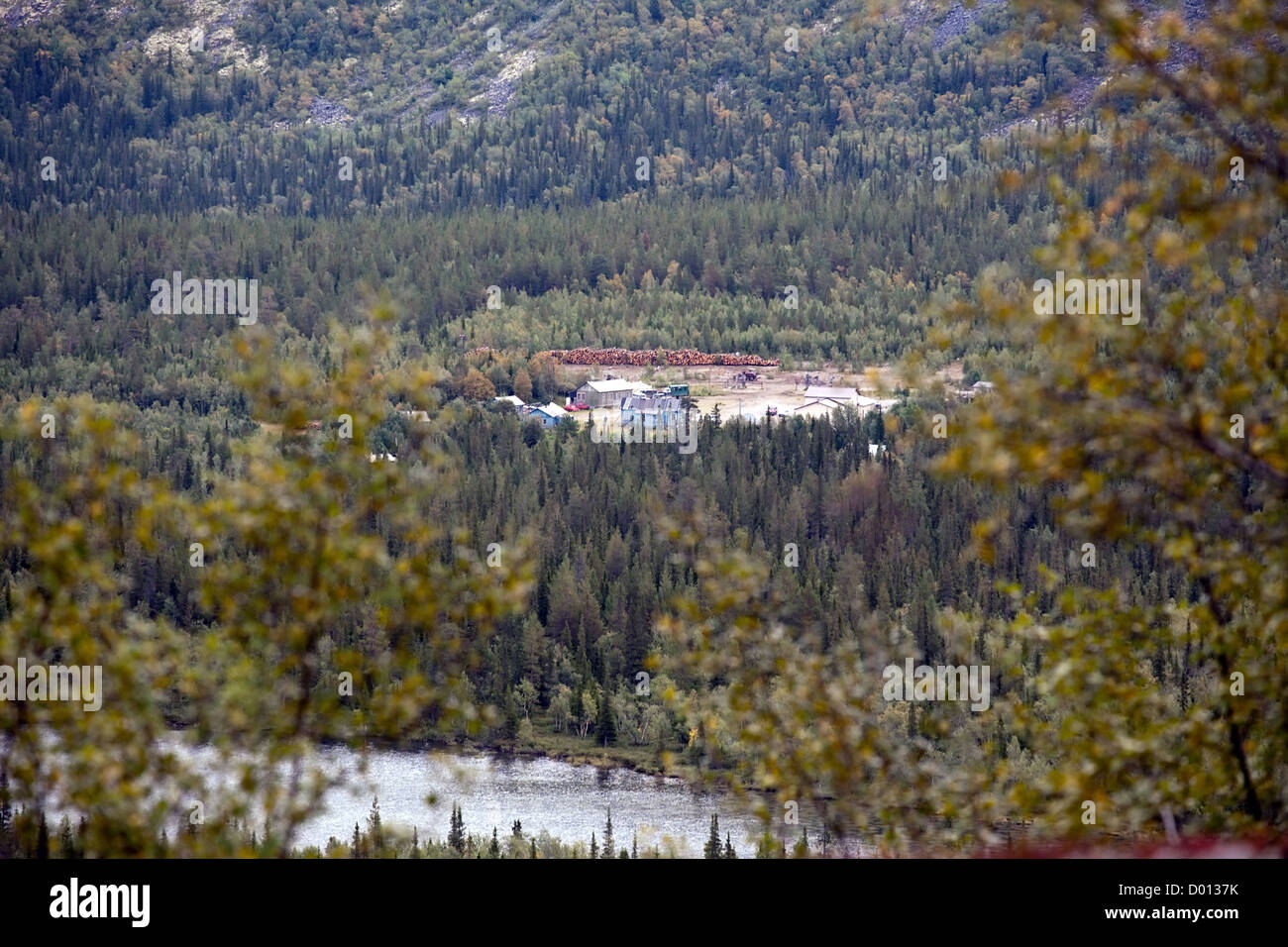 small wooden houses in big green fir forest Stock Photo - Alamy