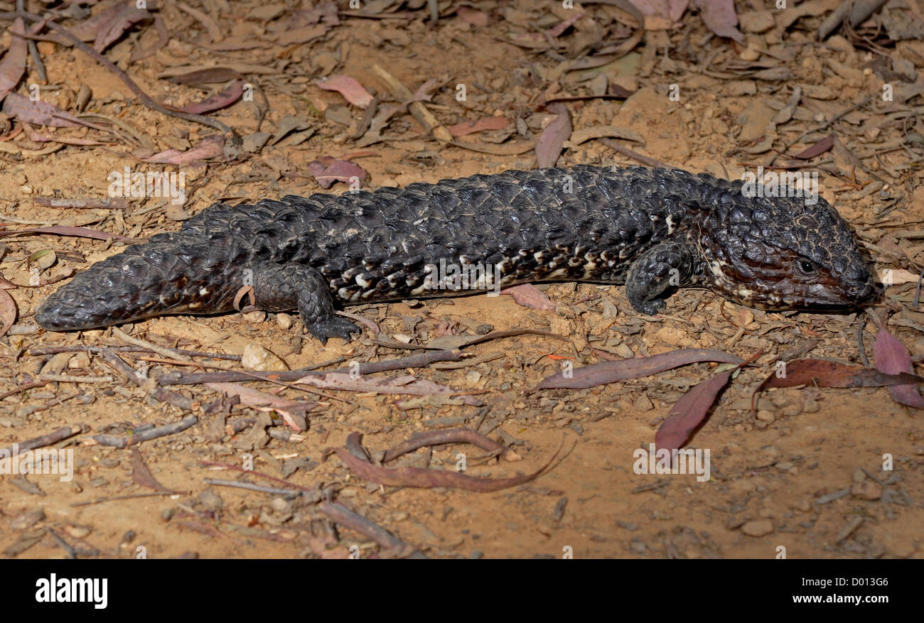 Shingleback Lizard, NSW, Australia Stock Photo Alamy