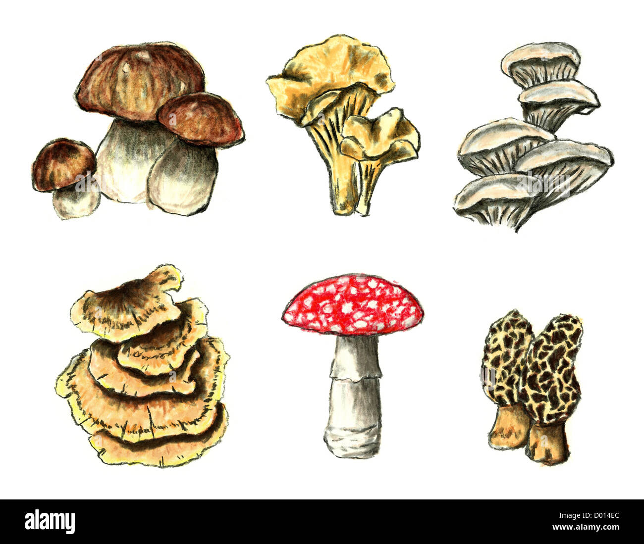 Types of fungus Cut Out Stock Images & Pictures - Alamy