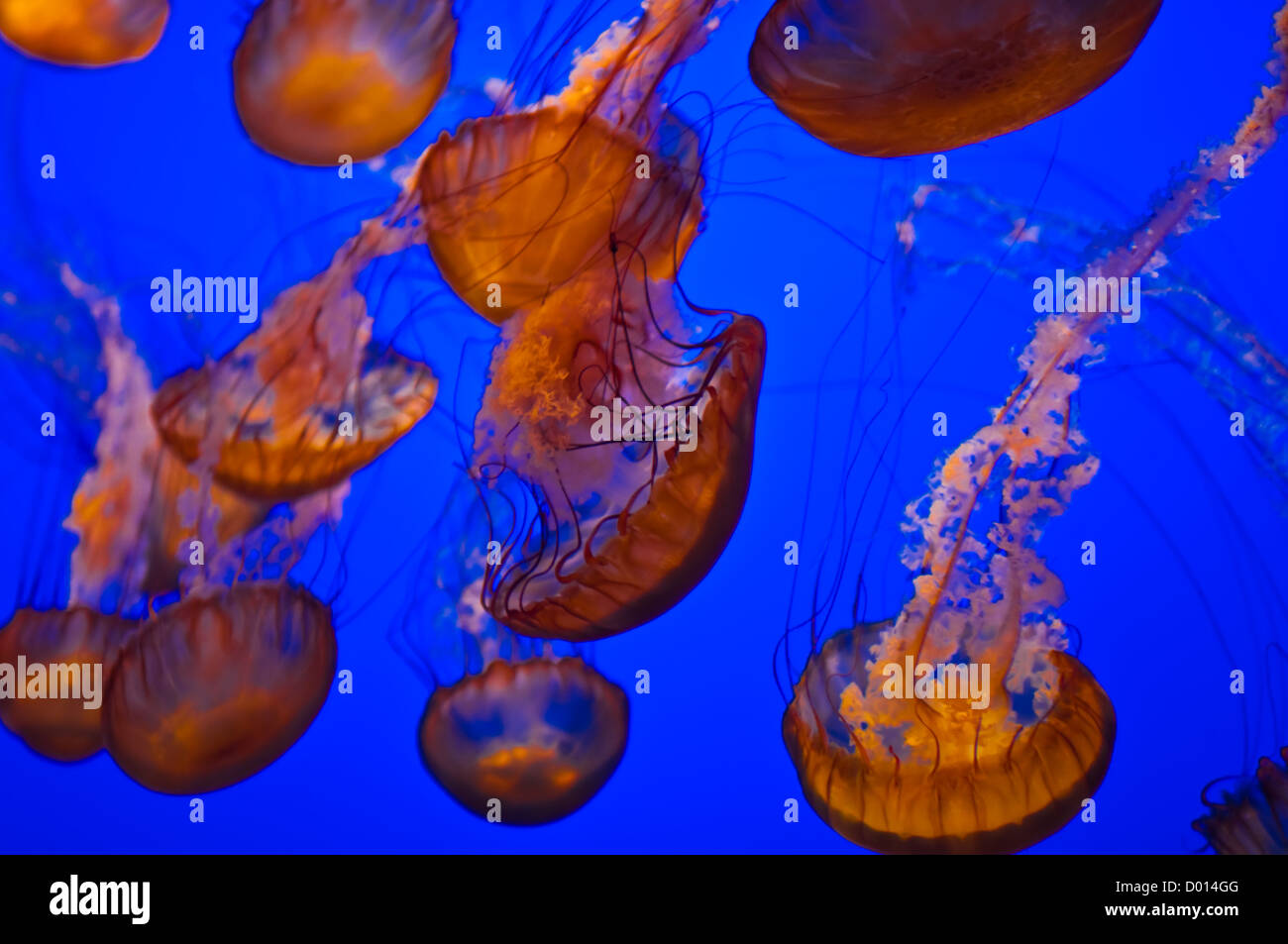 Jellyfish in Blue Water Stock Photo - Alamy