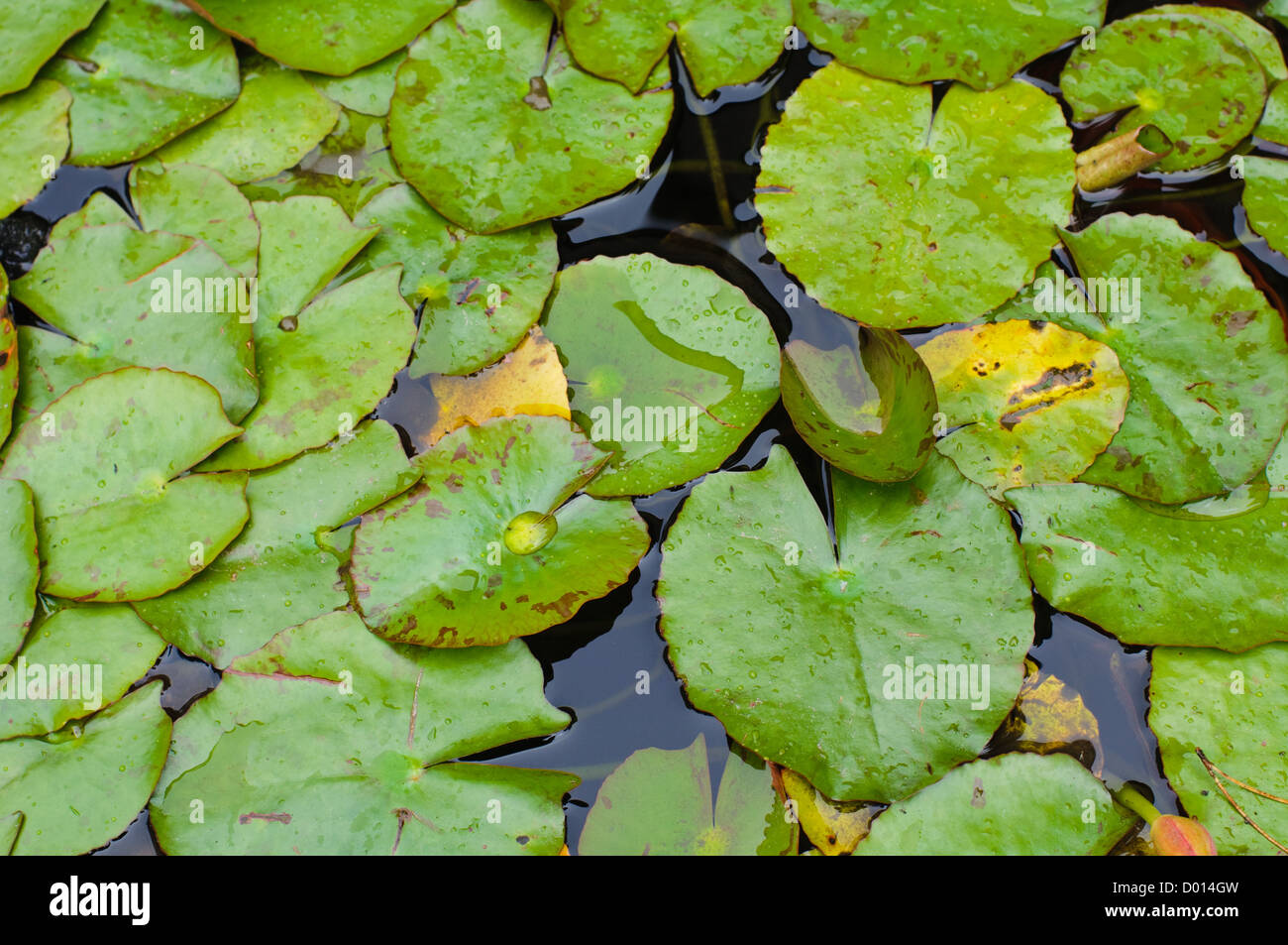 Aqua lilly pad hires stock photography and images Alamy