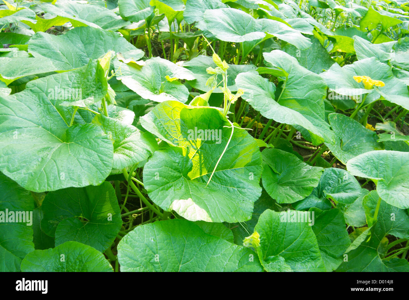 flowering squash plant on the vegetable bed Stock Photo Alamy
