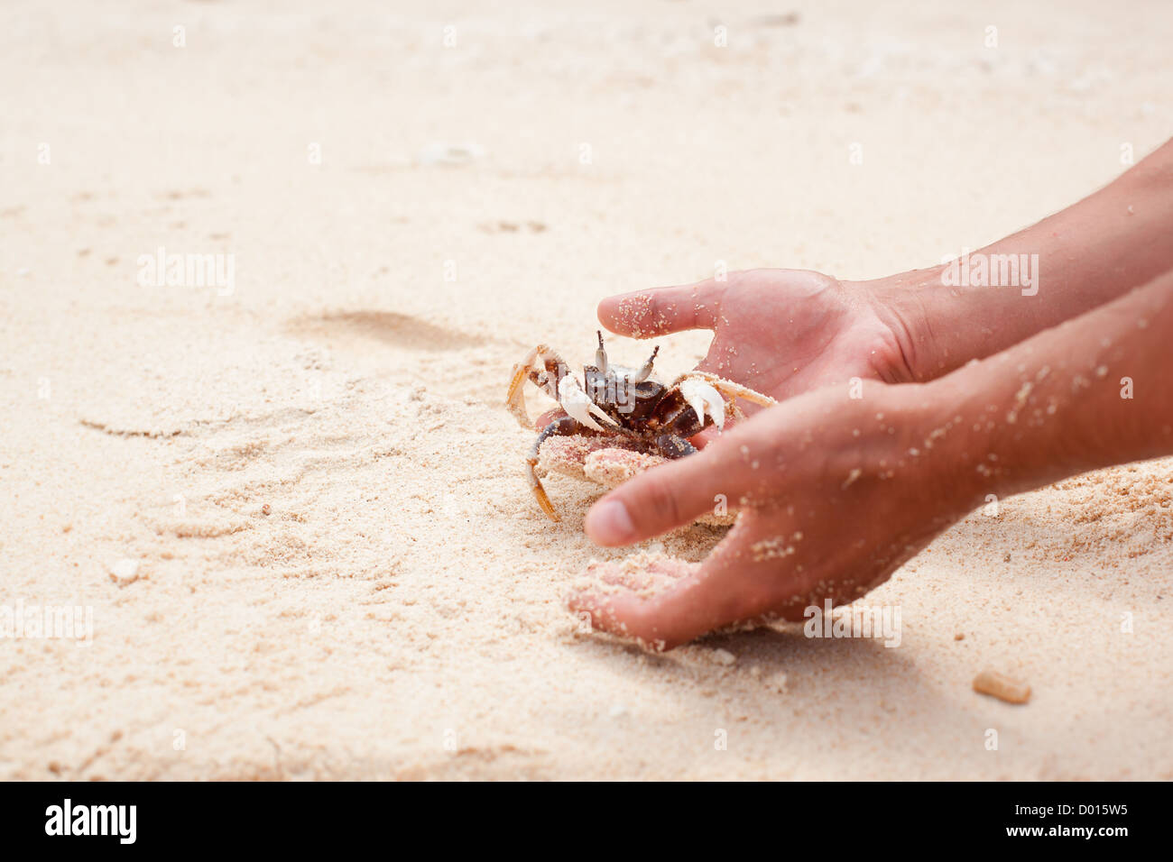 How to catch crab by hand in hold hi-res stock photography and