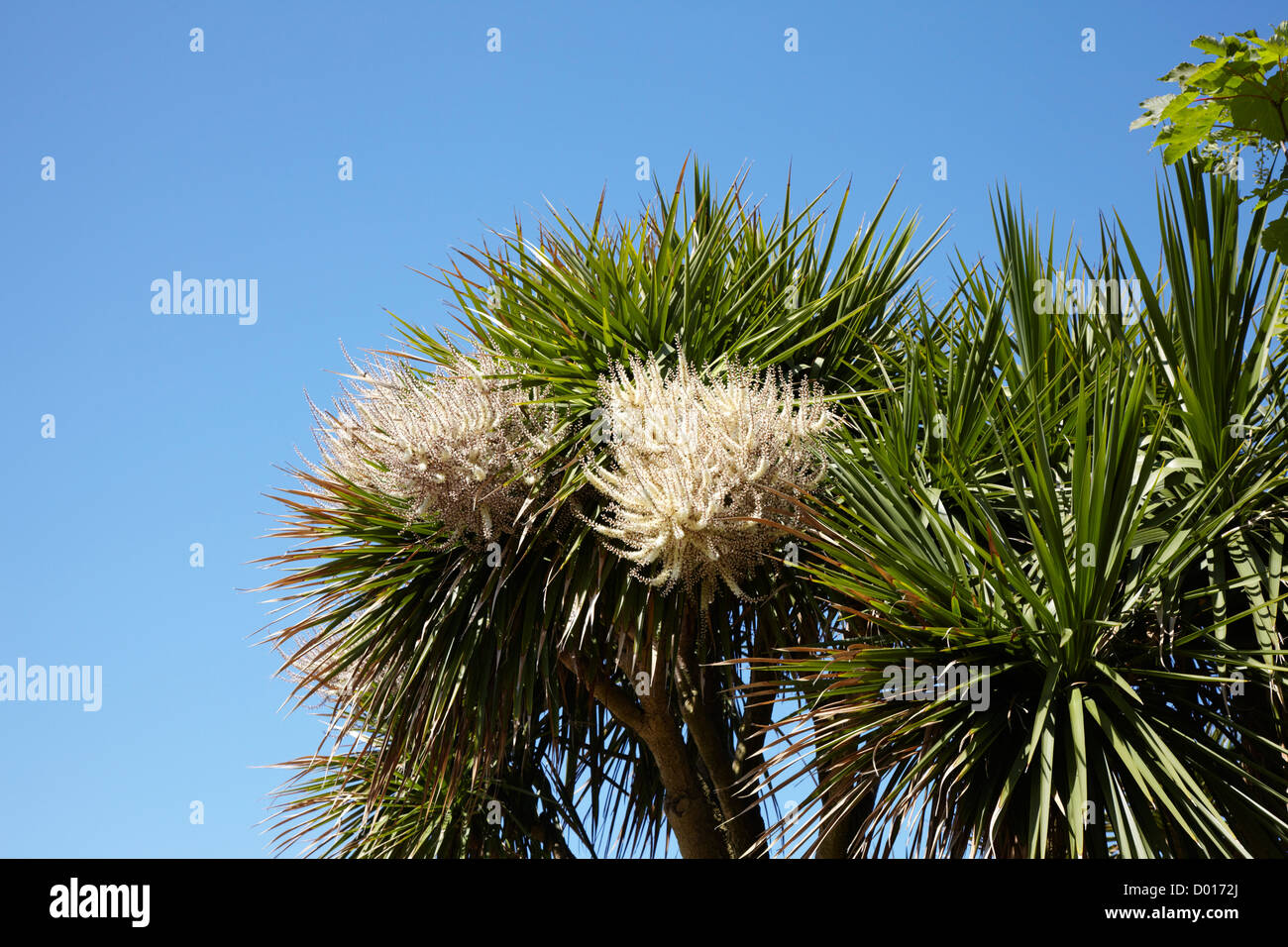 Cabbage palm in flower Stock Photo