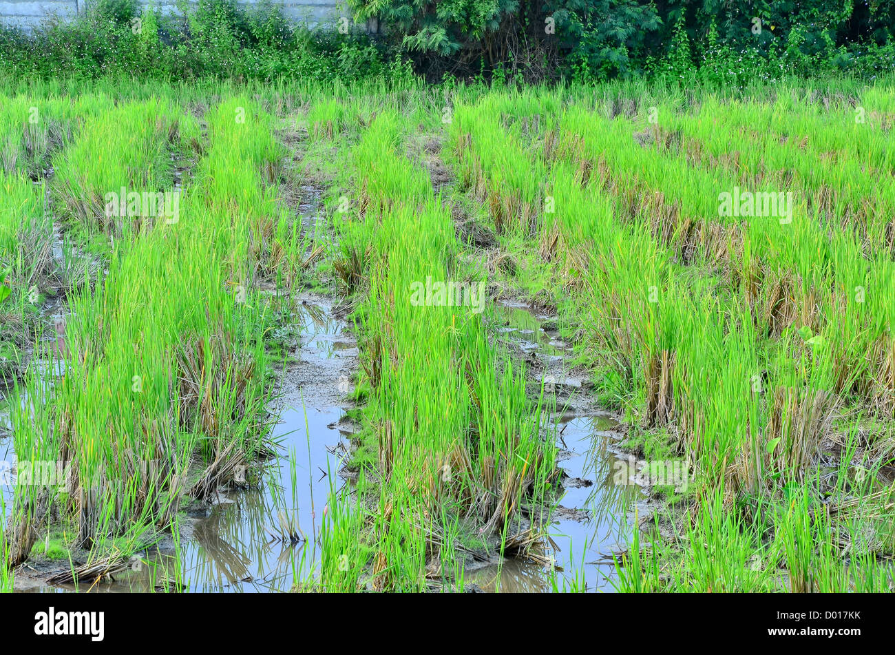 Fields after harvest Stock Photo - Alamy