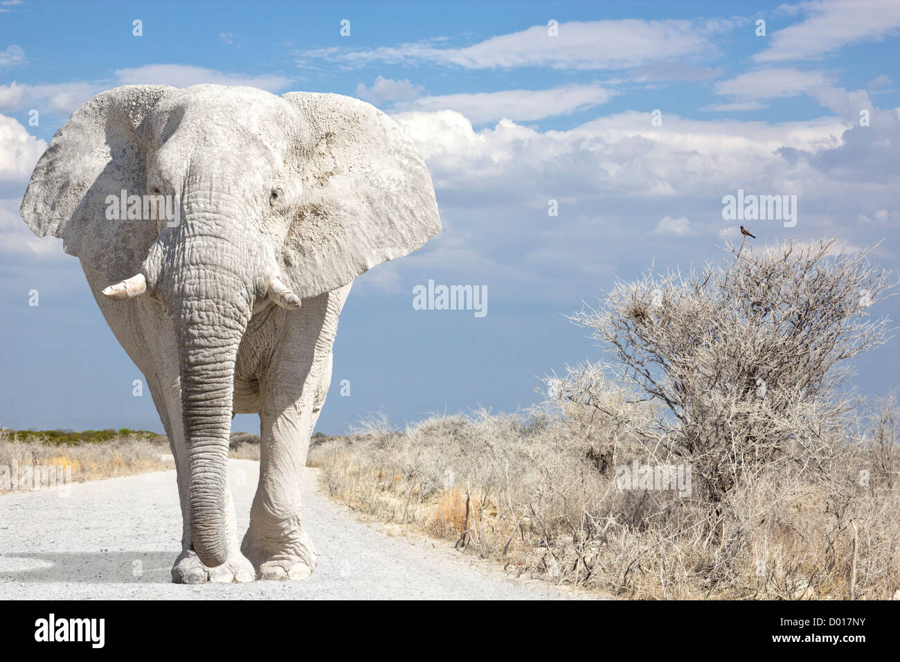 White elephant walks on road Stock Photo
