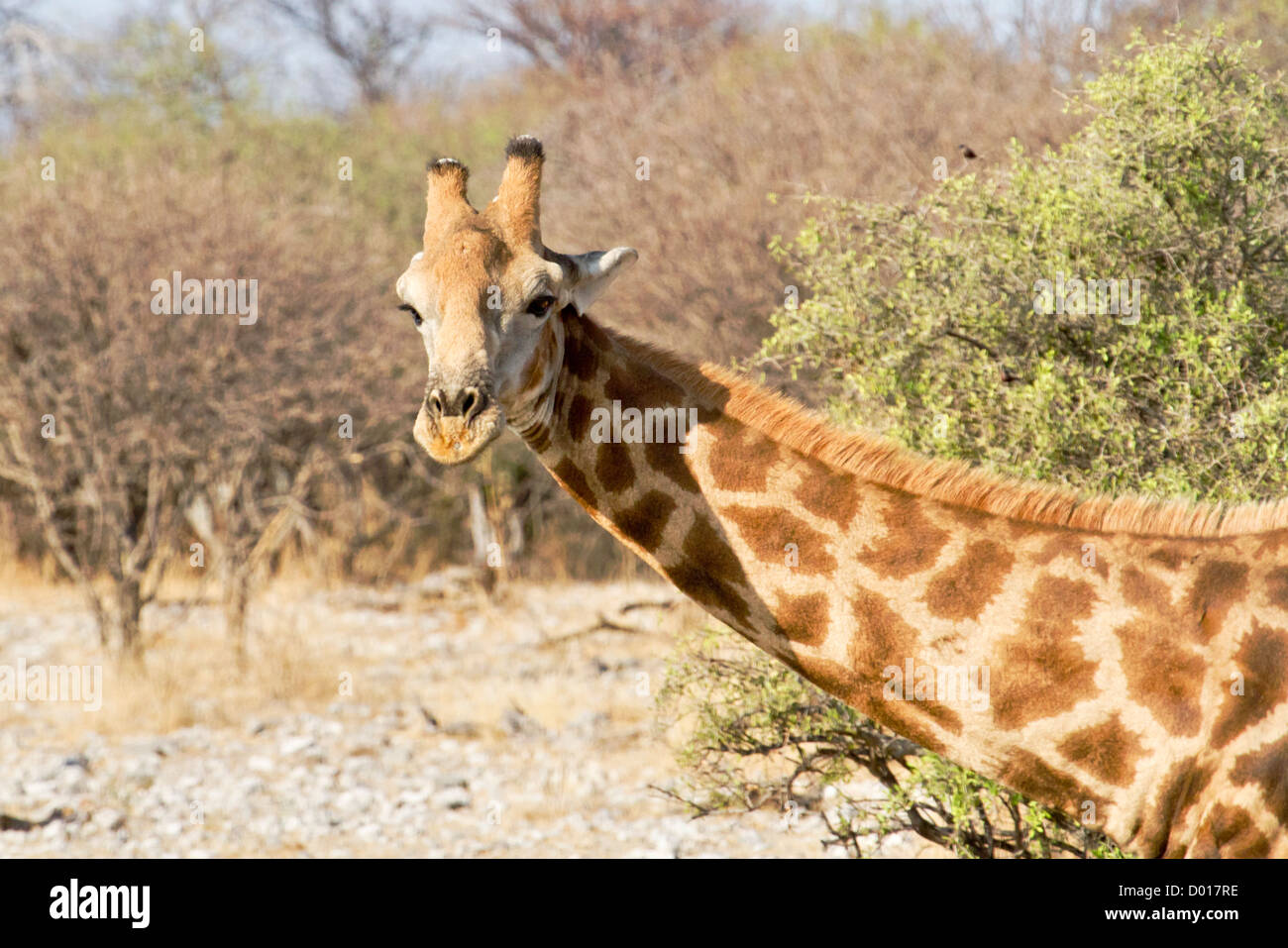 giraffe looks into camera Stock Photo