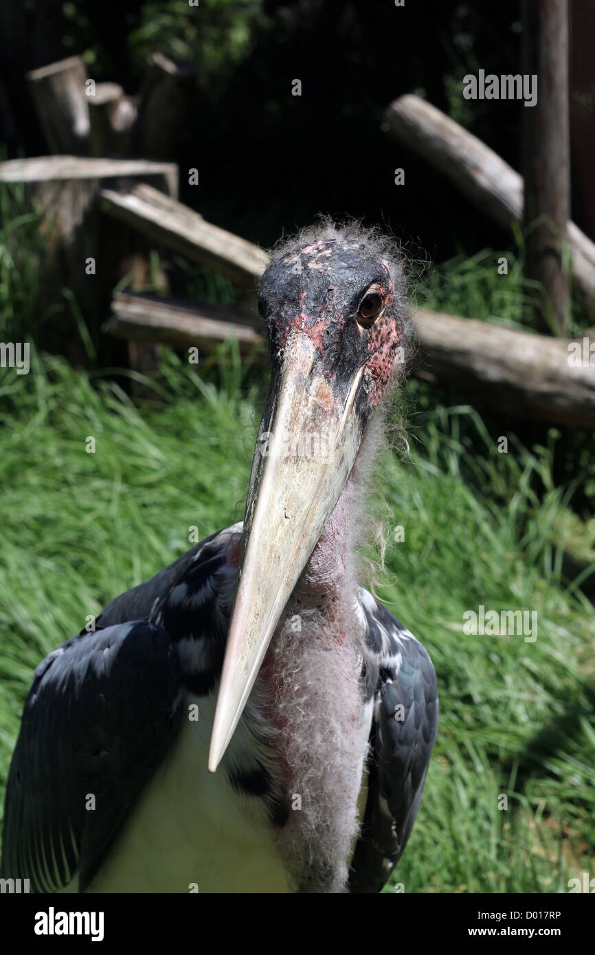 Head of a marabou stork at World of birds, Cape Town, SOuth Africa Stock Photo