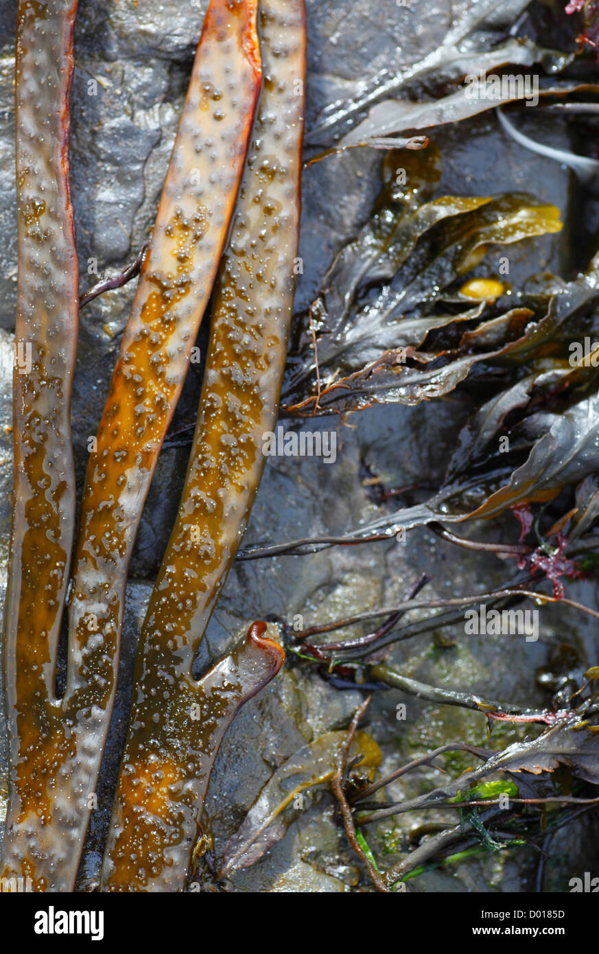 Seaweed on rocks on the shoreline. Stock Photo