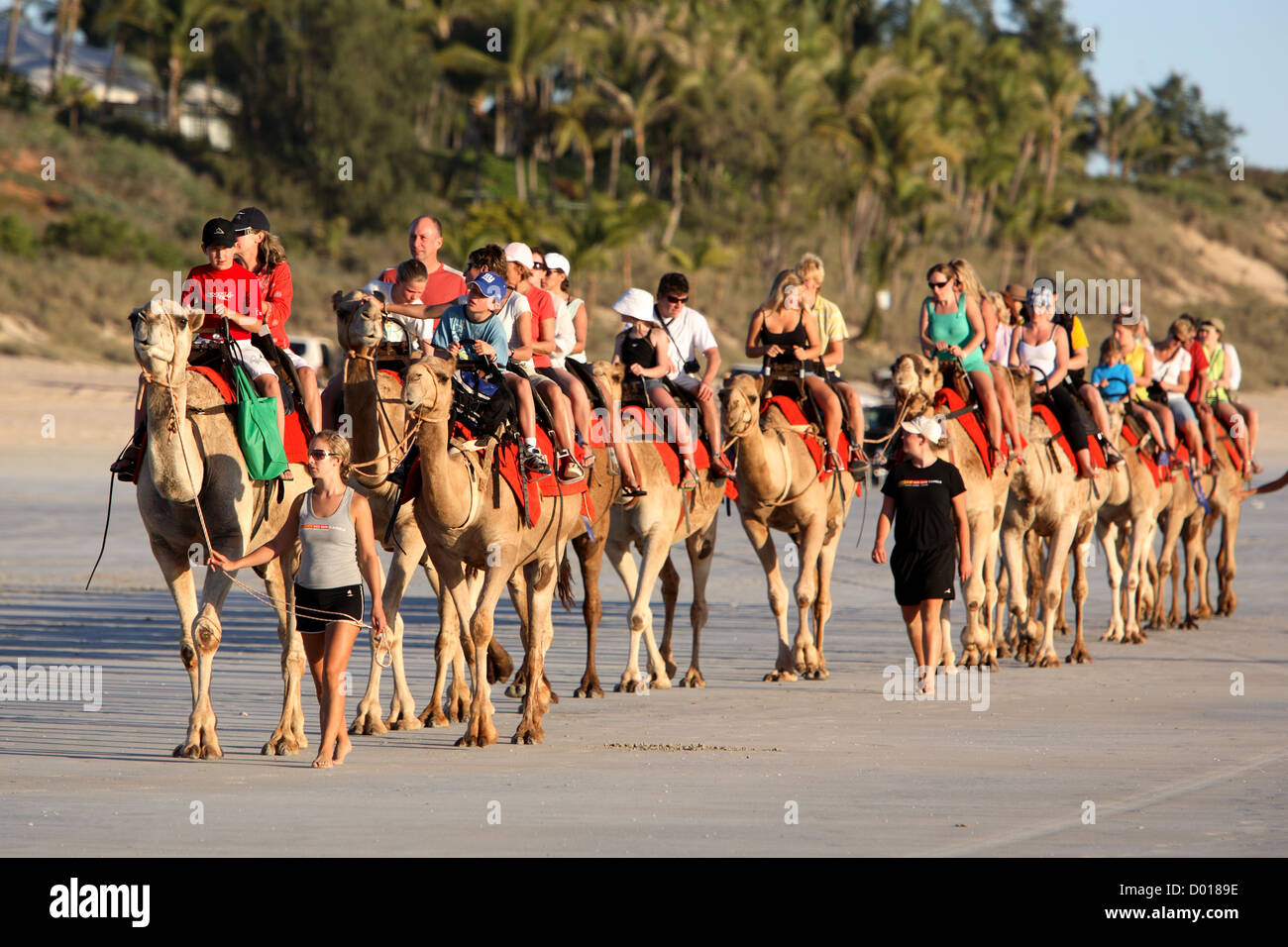 Camel Tour for tourists. Cable Beach, Broome, Western Australia. Stock Photo