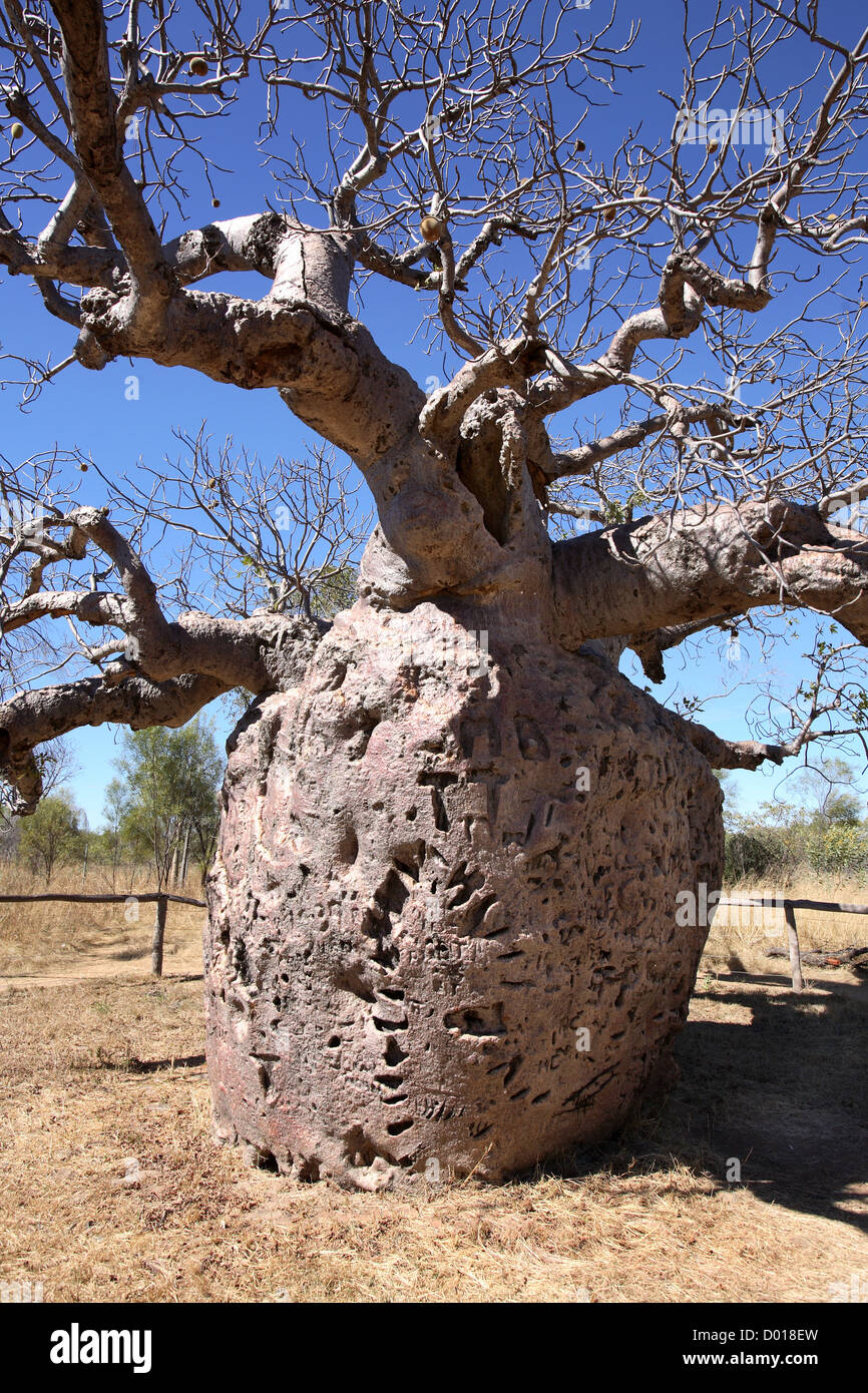 The Boab prison tree near Derby, used to imprison Aboriginals. Kimberley