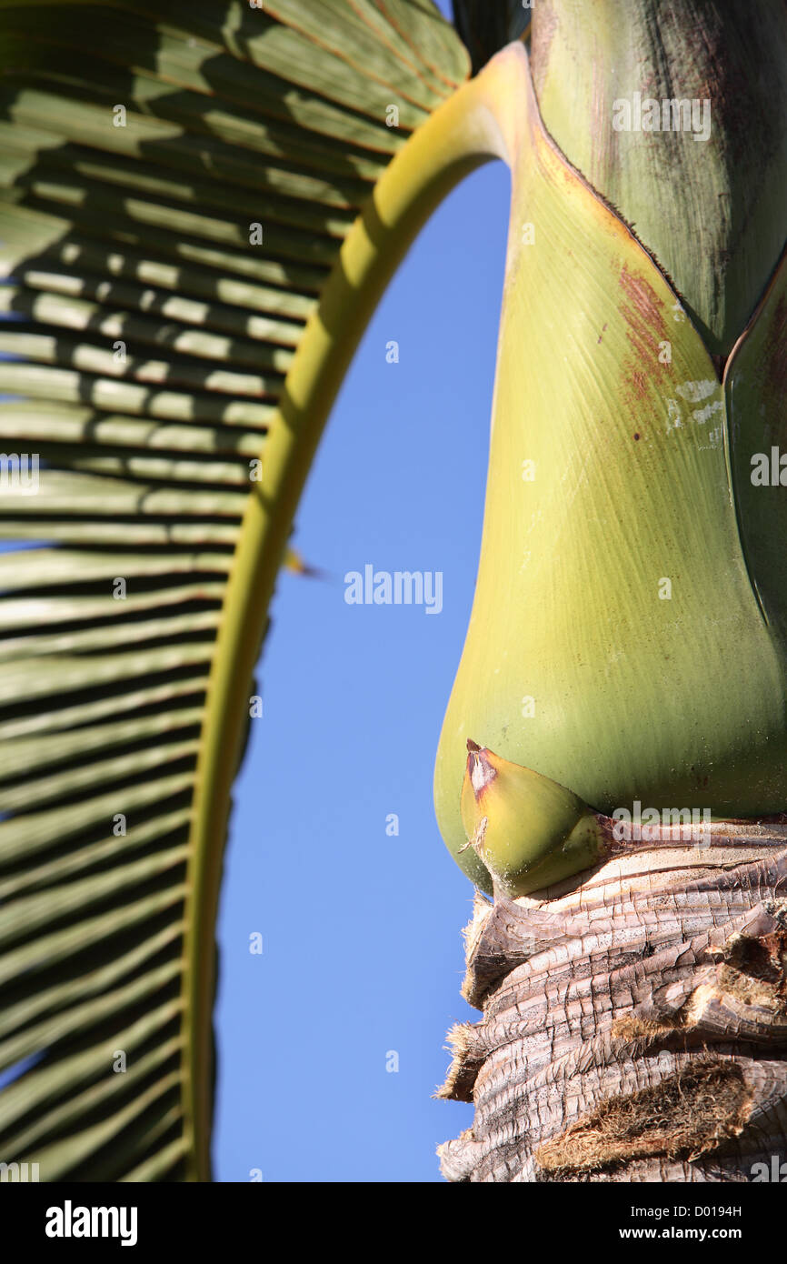 Palm trees. Broome, Western Australia Stock Photo Alamy