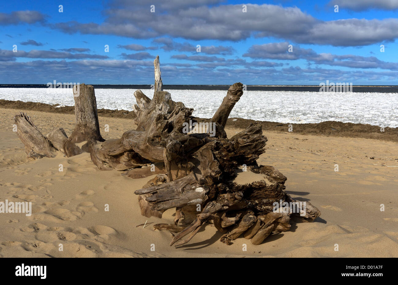 Big wooden tree root on the beach, Baltic sea Stock Photo