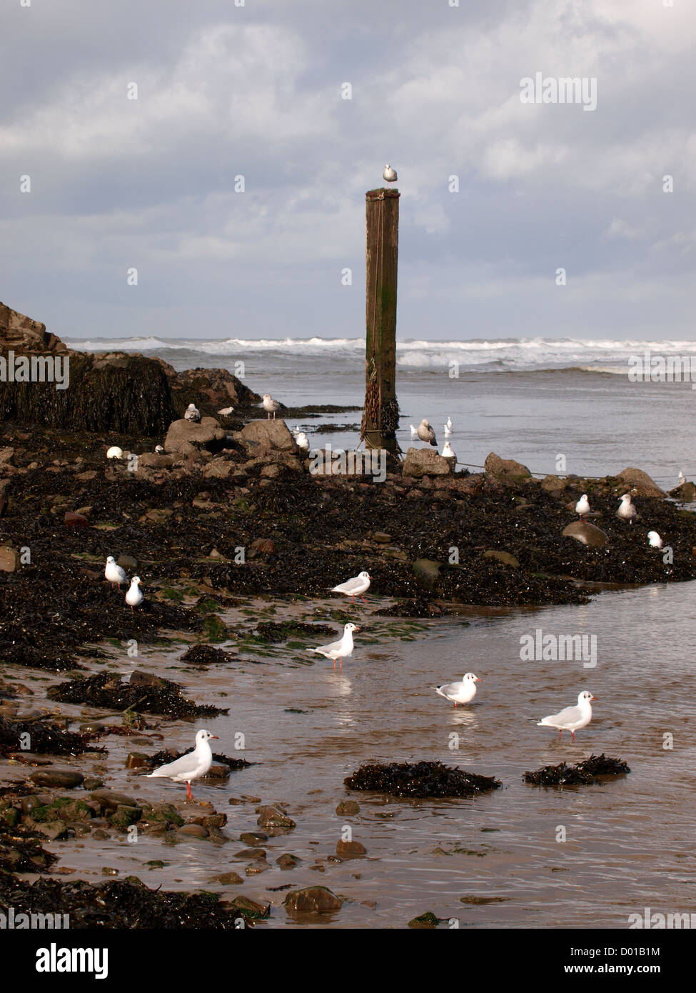 Seagulls and seaweed, Cornwall, UK Stock Photo