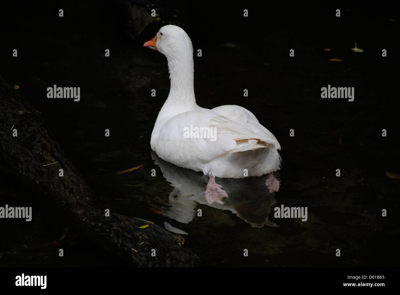 White Duck swimming in River Water Stock Photo