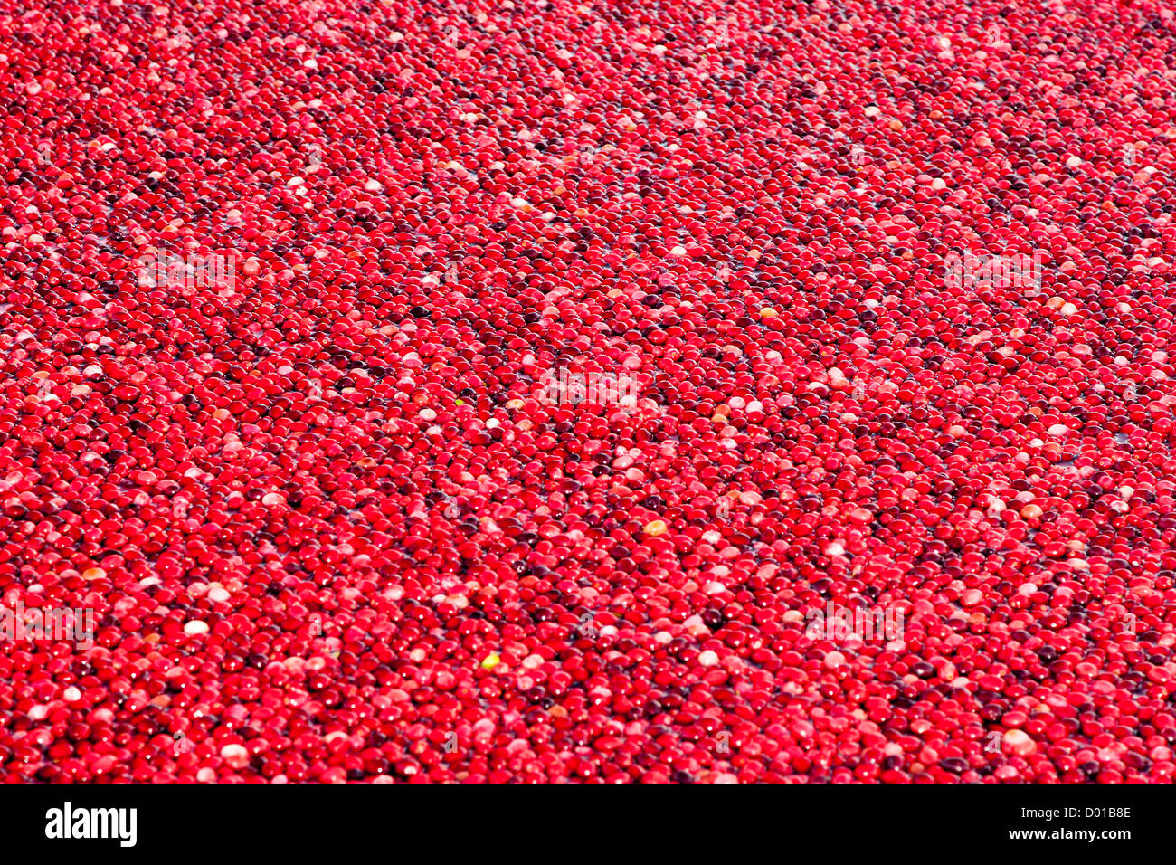 Raw Cranberries Oxycoccus Vaccinium USA Stock Photo