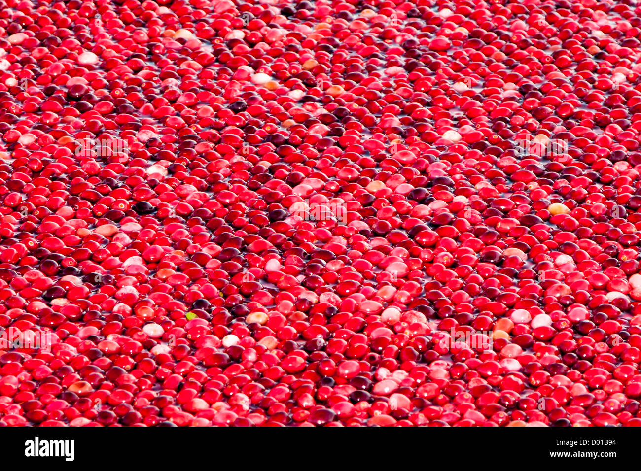 Raw Cranberries Oxycoccus Vaccinium USA Stock Photo