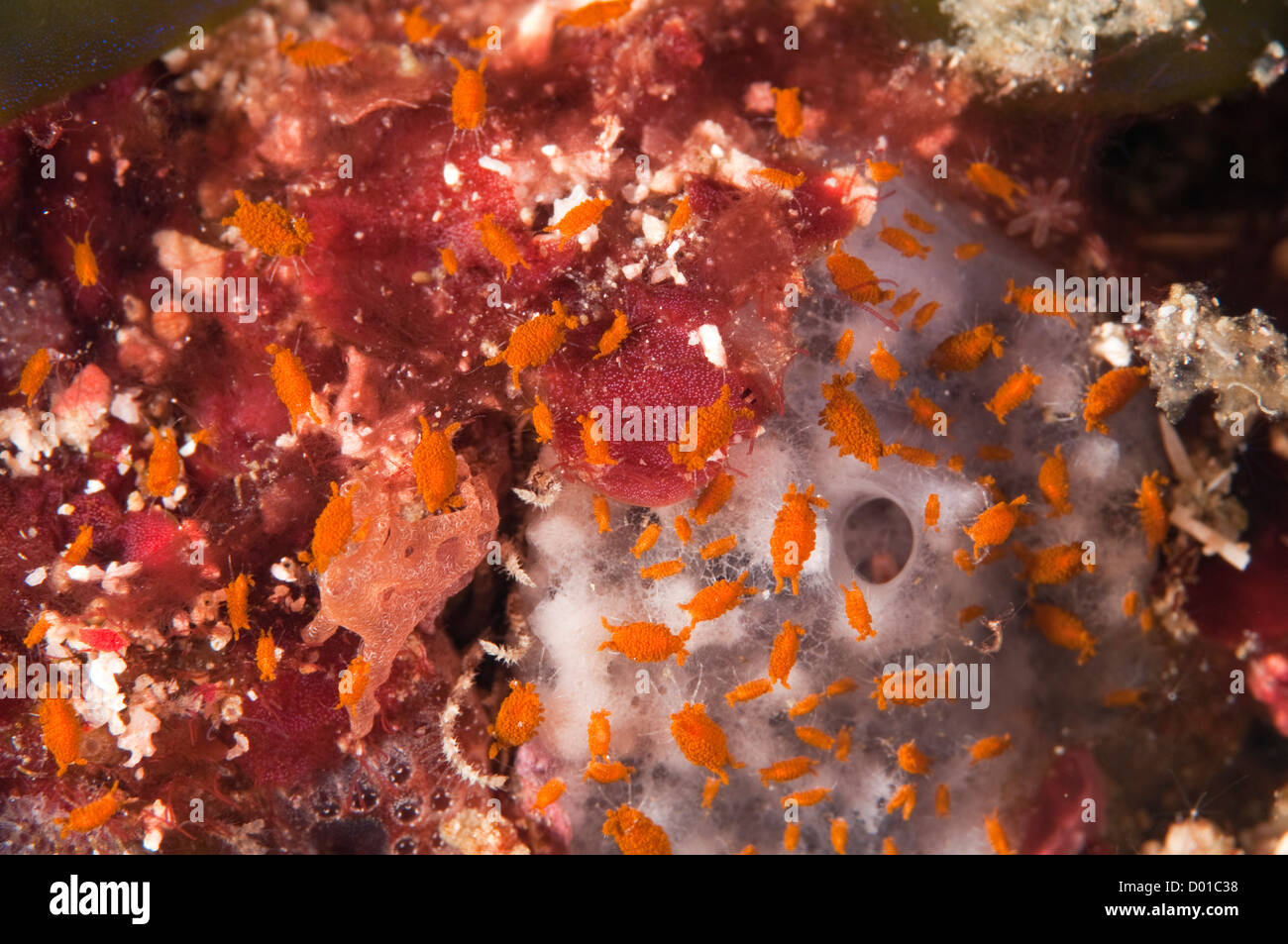 Sponge amphipods Komodo Indonesia Stock Photo