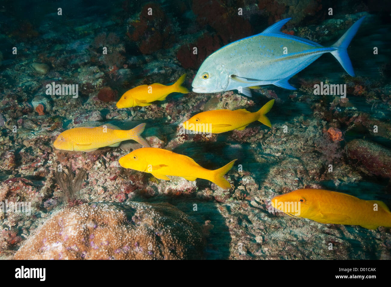 Goldsaddle goatfish, Parupeneus cyclostomus, bluefin trevally Caranx melampygus hunting behavior Stock Photo