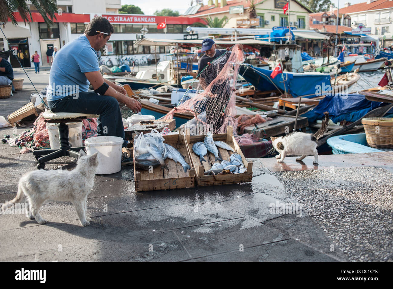 Cats observing fish on the quayside in Foca, Turkey, with fishermen in the background preparing their fishing nets. Stock Photo