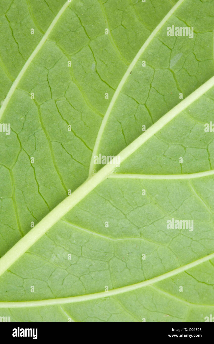 Texture of a green leaf of a plant close up Stock Photo - Alamy